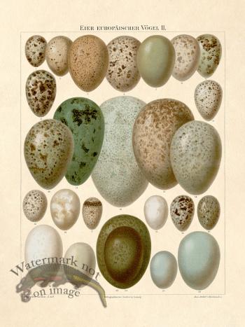 Eggs Of European Birds Plate 2